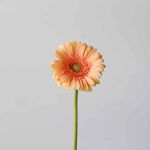 Gerbera Pre-Extase (Bulk DIY)