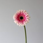 Gerbera Prelude (Bulk DIY)