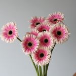 Gerbera Prelude (Bulk DIY)