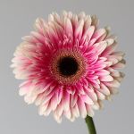 Gerbera Prelude (Bulk DIY)