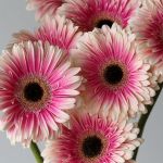 Gerbera Prelude (Bulk DIY)