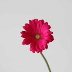 Gerbera Rihanna (Bulk DIY)