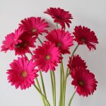 Gerbera Rihanna (Bulk DIY)