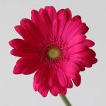 Gerbera Rihanna (Bulk DIY)