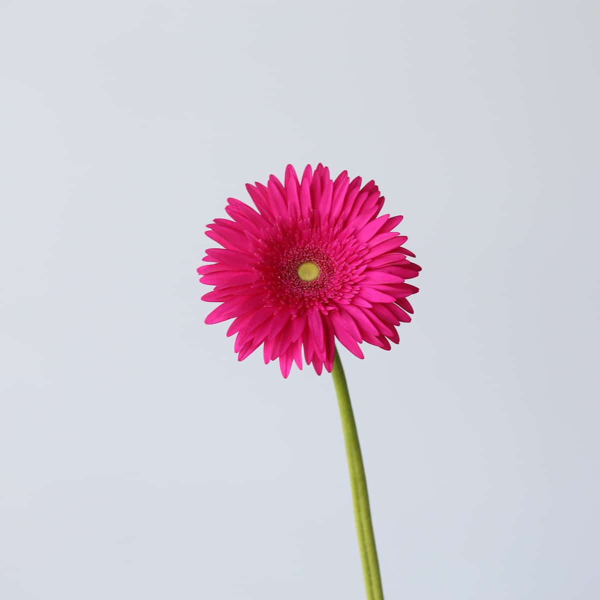 Gerbera Riley Bulk DIY Montreal - LE Bouquet