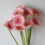 Gerbera Romella (Bulk DIY)