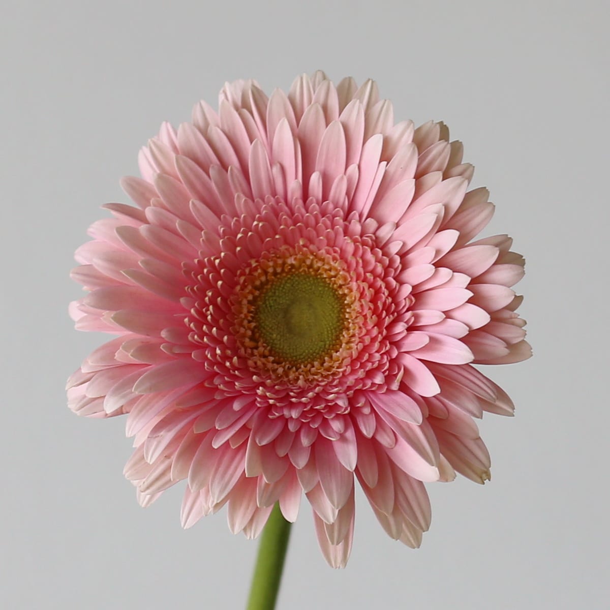 Gerbera Romella Bulk DIY Montreal - LE Bouquet