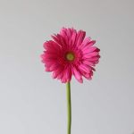 Gerbera Samara (Bulk DIY)