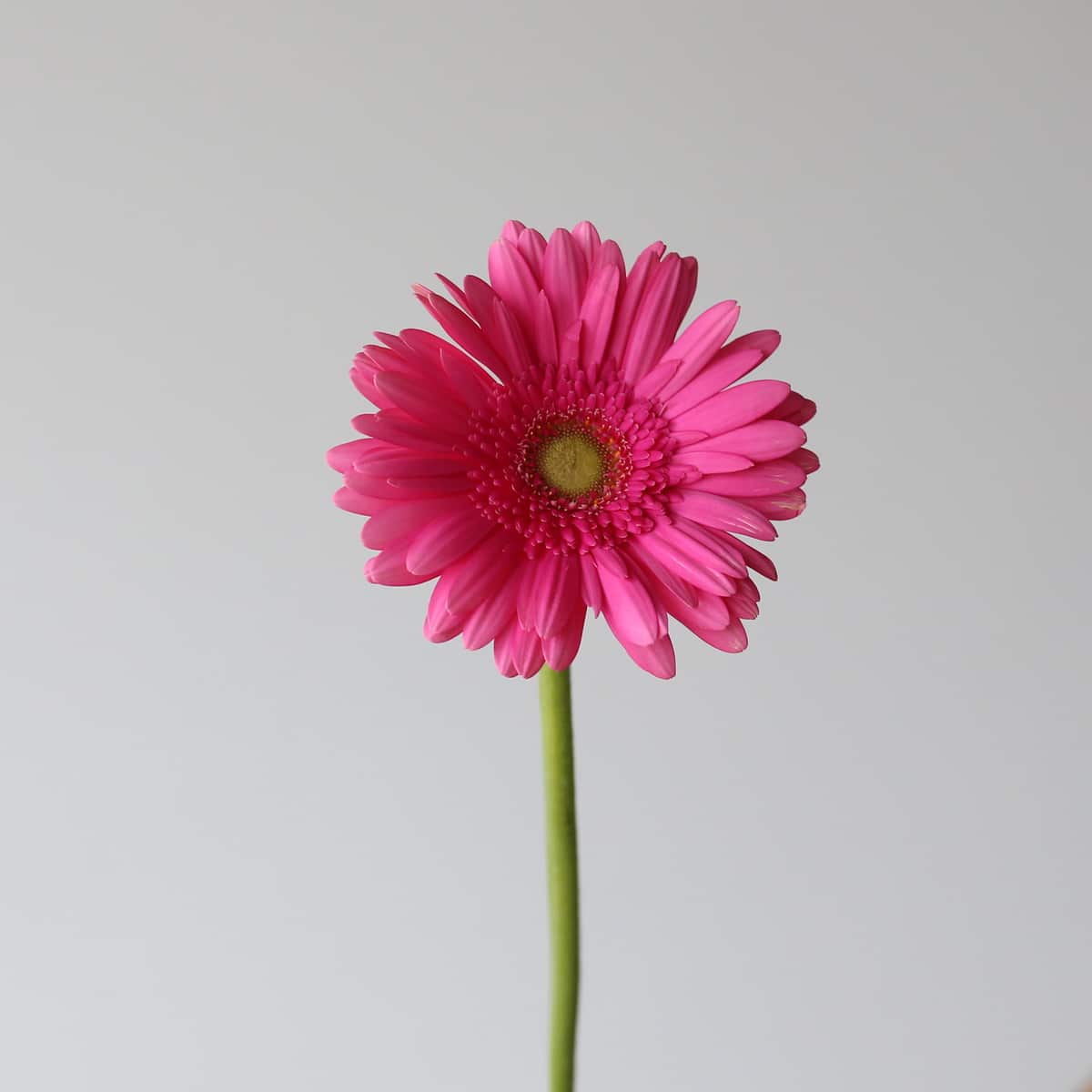 Gebera Samara Bulk DIY Montreal - Le Bouquet