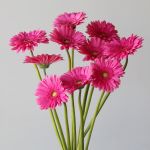 Gerbera Samara (Bulk DIY)