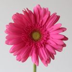 Gerbera Samara (Bulk DIY)