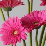 Gerbera Samara (Bulk DIY)