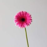 Gerbera Spin-Off  (Bulk DIY)