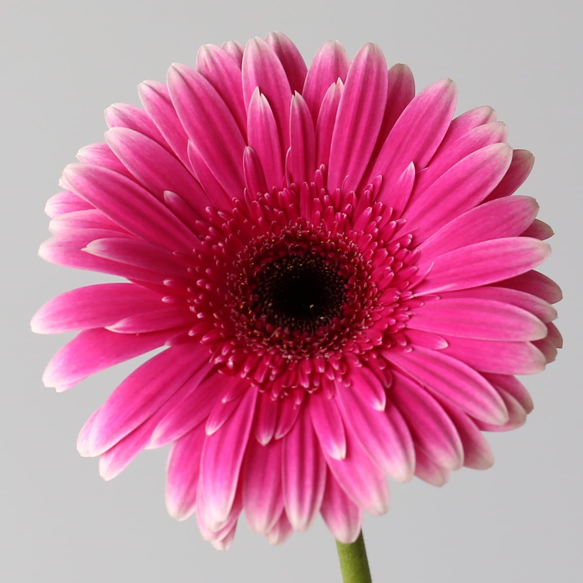 Gerbera Spin-off Bulk DIY Montreal - LE Bouquet