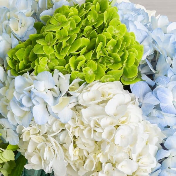 Hydrangée (hortensias) en vrac