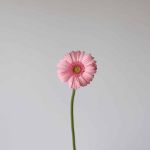 Mini Gerbera Bellita (Bulk DIY)