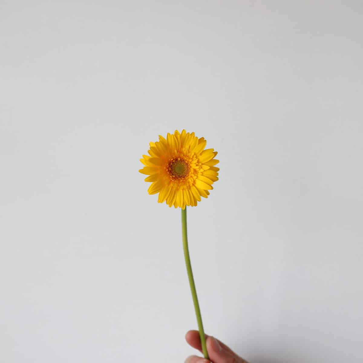 Mini-Gerbera Illios Bulk DIY Montreal - LeBouquet