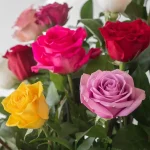 Roses couleurs assorties 60 cm (en vrac)