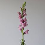 Snapdragon Lavendar  (Bulk DIY)