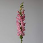 Snapdragon Light Pink (Bulk DIY)