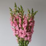 Snapdragon Light Pink (Bulk DIY)