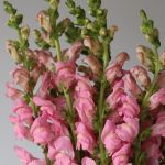 Snapdragon Light Pink (Bulk DIY)