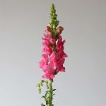 Snapdragons Pink (Bulk DIY)