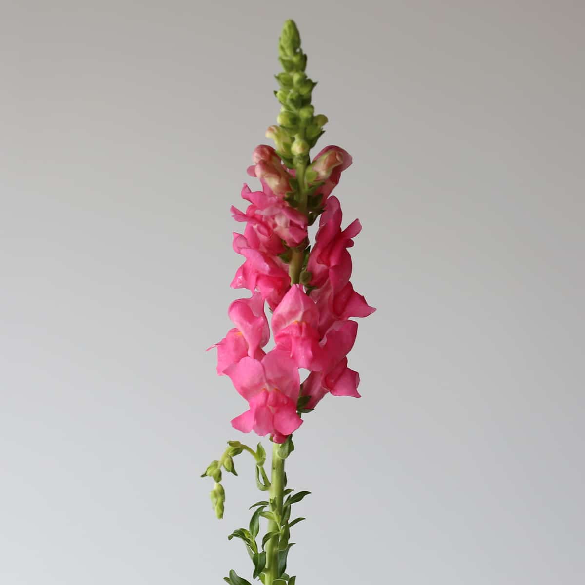 Snapdragon pink Bulk DIY Montreal - Le Bouquet