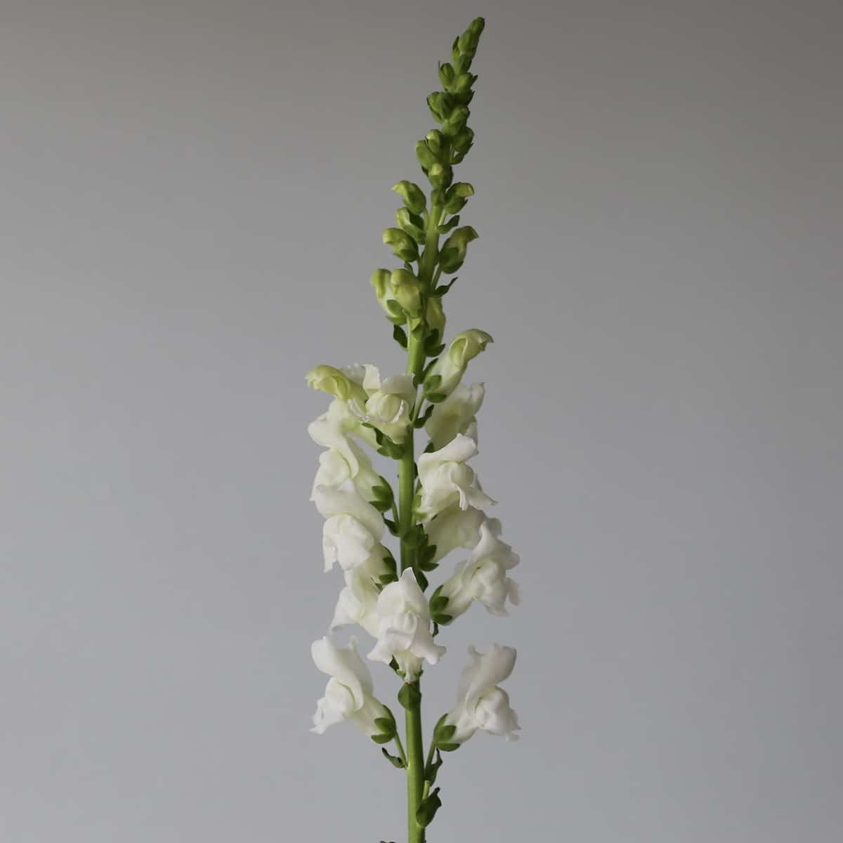 Snapdragon white Bulk DIY Montreal - Le Bouquet