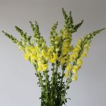 Snapdragon Yellow (Bulk DIY)