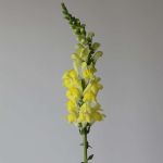 Snapdragon Yellow (Bulk DIY)