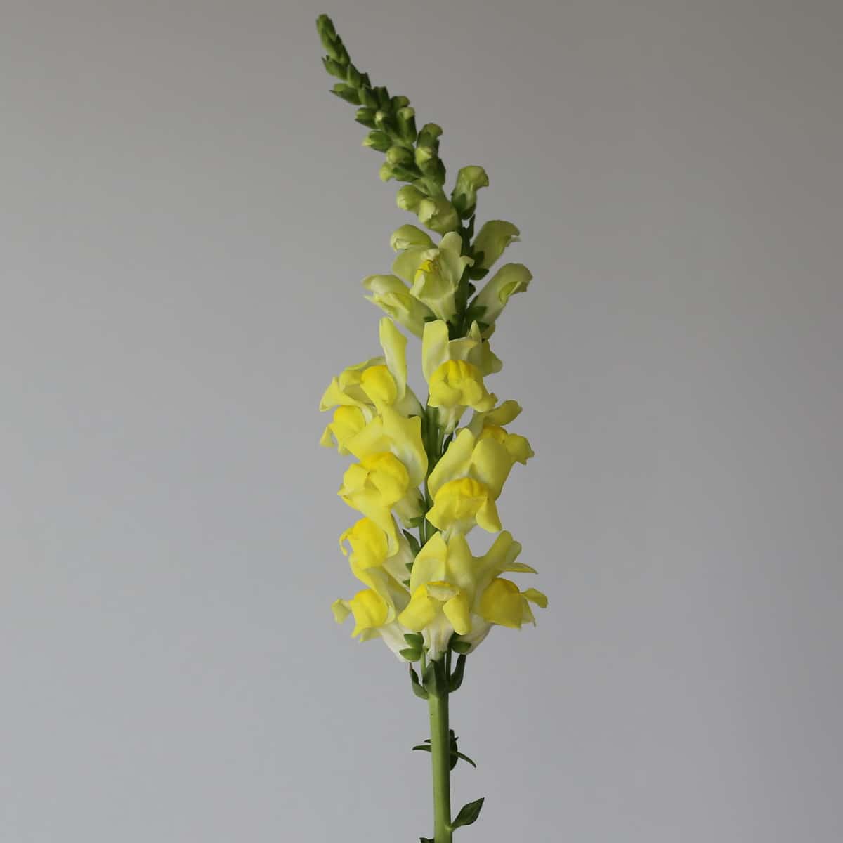 Snapdragon yellow Bulk DIY Montreal - Le Bouquet