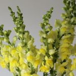 Snapdragon Yellow (Bulk DIY)