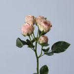 Spray Roses Irishka (Builk DIY)