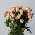 Spray Roses Irishka (Builk DIY)