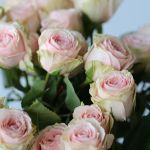 Spray Roses Irishka (Builk DIY)