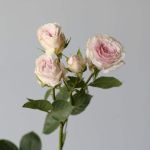 Spray Roses Be True (Bulk DIY)