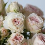 Spray Roses Be True (Bulk DIY)