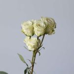 Spray Roses Floreana (Bulk DIY)