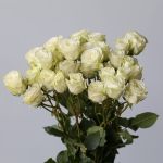 Spray Roses Floreana (Bulk DIY)
