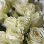 Spray Roses Floreana (Bulk DIY)