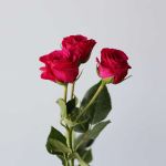 Spray Roses Gem Star (Bulk DIY)