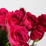 Spray Roses Gem Star (Bulk DIY)