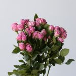 Spray Roses Lavender Irishka (Bulk DIY)