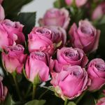 Spray Roses Lavender Irishka (Bulk DIY)