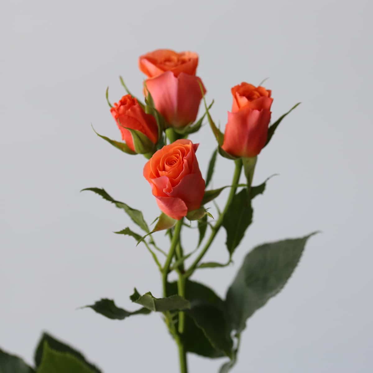 Spray rose Orange Star Bulk DIY Montreal