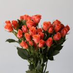 Spray Roses Orange Star (Bulk DIY)