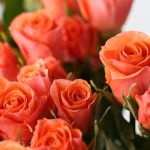 Spray Roses Orange Star (Bulk DIY)