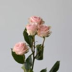 Spray Roses Star Blush (Bulk DIY)