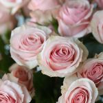 Spray Roses Star Blush (Bulk DIY)